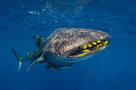世界上体型最大的鲨鱼是什么 它会主动攻击人类吗_探秘志