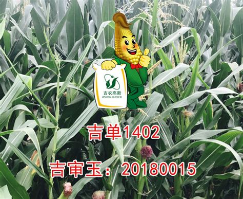 产品中心 / 玉米系列_吉林吉农高新技术发展股份有限公司