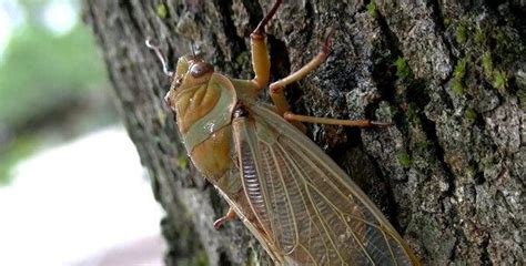 盛夏虫虫也多，各种奇怪的昆虫总让人好奇|昆虫|虫虫|象鼻虫_新浪新闻