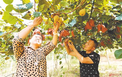 “中国猕猴桃之乡”眉县：29万亩猕猴桃即将进入盛采期-西部之声
