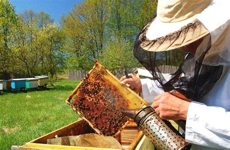 捅马蜂窝最安全的方法 - 胡蜂 - 酷蜜蜂