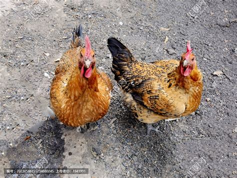 土鸡的生长周期，如何提高土鸡养殖的效益 - 农敢网