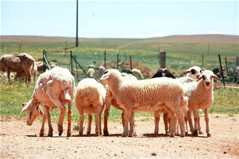 养羊的成本和利润是多少？以散养户和专业养殖户为例 - 达达搜