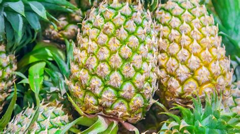 菠萝盆栽种植要点分享 让你在江浙沪也能种-藤本月季网