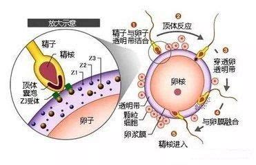 SpermFunc®ARIC 诱发精子顶体反应试剂盒（钙离子载体法） - 广州展全生物科技有限公司