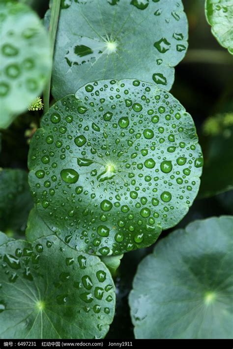 铜钱草绿植 盆栽 土培水培易活植物 室内园艺花卉 铜钱草盆栽-阿里巴巴