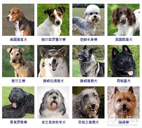狗狗品种大全，看看你认识几种？|狗狗|品种|纯种_新浪新闻