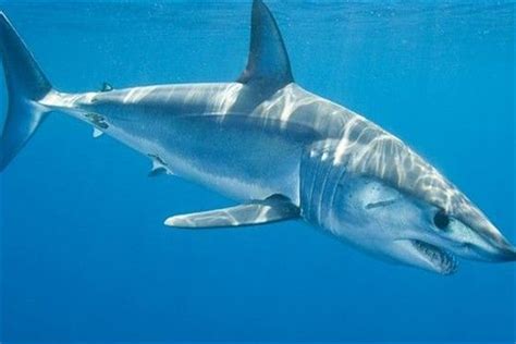 标本部制作完成两尾大型噬人鲨标本-青岛水族馆官方网站