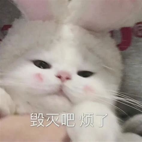 烦表情包图片