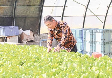 永清优化水培蔬菜种植 助力农户增产增收