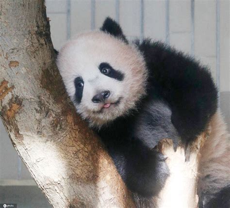 上野动物园重新开放 大熊猫“香香”与日本民众见面--