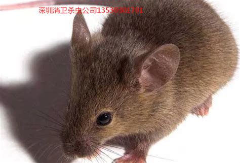 这只老鼠叫什么名字。。_百度知道
