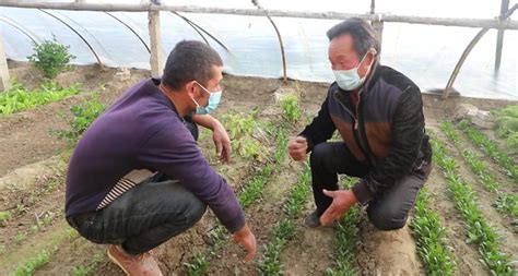 浦江叶河浇灌一颗藜麦的种子，上海科技在喀什大地上发芽生长
