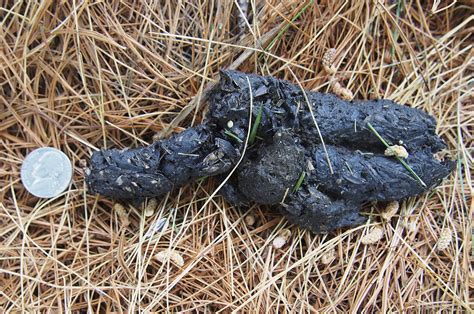 PESTS & WILDLIFE — Who pooped? The scoop on scat | Announce ...