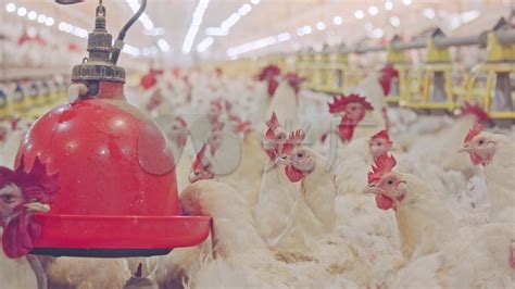 自动化养鸡设备在使用时要注意什么-青岛卓联畜牧设备有限公司
