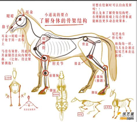马的画法与设计 – 广州晶网设计-BIM咨询 | BIM培训课程 | 建筑犀牛课程培训