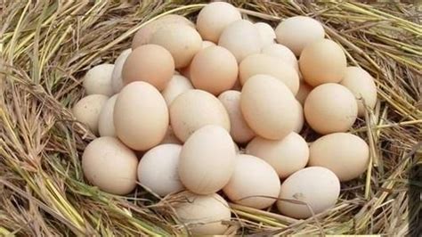 鸭蛋的功效与作用，鹅蛋与鸭蛋鸡蛋的功效有区别_食养源