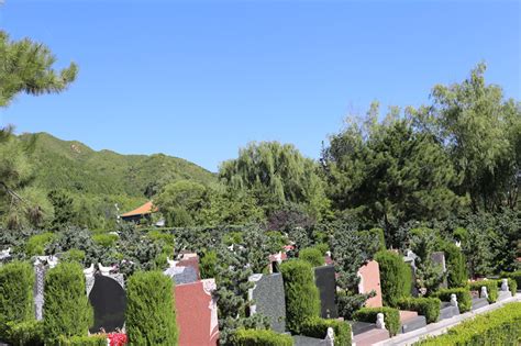 你们了解过墓地旁栽树有哪些讲究栽什么树好呢？-上海清竹园墓园