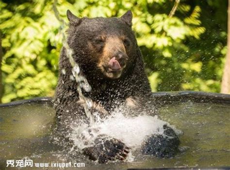 美国奥勒冈动物园黑熊泡在水中消暑 享受的表情引粉丝围观_宠物新闻_宠物资讯_秀宠网