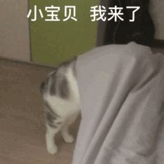 我来了我来了表情包图片