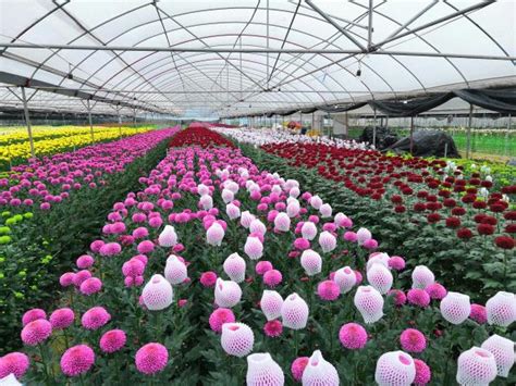 昆明花卉去年出口额达1.7亿美元 远销46个国家和地区