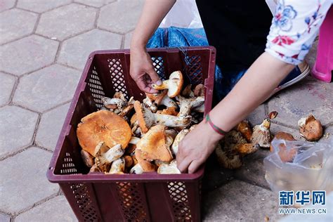 开屏新闻-晋宁区六街镇野生菌大量上市