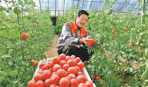 蔬菜大棚种植技术和大棚蔬菜种植前景-中国木业网
