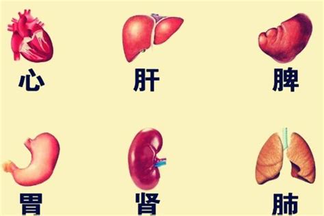 五指对应五脏图图片