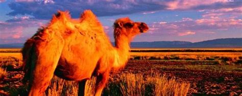 为什么骆驼可以在沙漠中生存，难道真不怕干旱？看完涨姿势了_腾讯视频