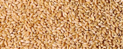 小麦蛋白质含量是多少 - 业百科
