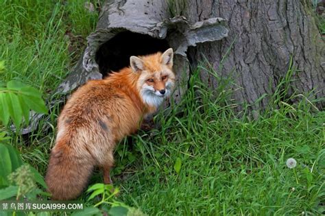 保护区为狐狸修建了屋舍，