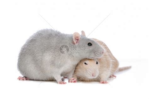 两只大鼠灰色家畜友谊主题夫妻动物哺乳动物棕色白色高清图片下载-正版图片321320913-摄图网