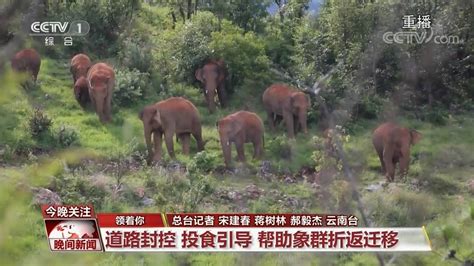 德媒：云南建“大象食堂”保护农田和村民