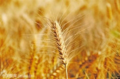 2017年小麦价格行情多少钱一斤？怎么种植小麦过程方法过管理介绍(3)
