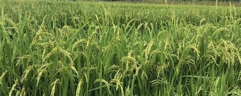 冠两优5298水稻品种的特性，籼型两系杂交一季稻品种 - 懂农业