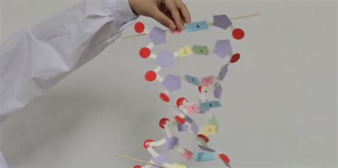 怎么制作DNA双螺旋模型_360新知