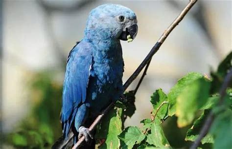 天呐……动画片里的这只小蓝鸟，灭绝了！