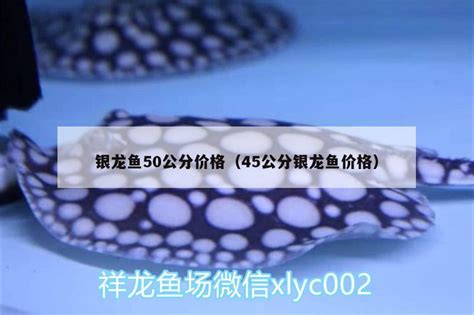 银龙鱼50公分价格（45公分银龙鱼价格） - 祥龙鱼场品牌产品 - 广州观赏鱼批发市场