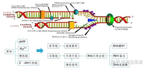 DNA序列分析软件-北京环中睿驰科技有限公司
