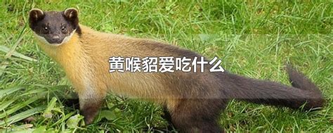【秦岭百科·动物】黄喉貂 - 西部网（陕西新闻网）
