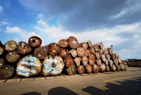 木材价格走势预测：2022年还将重蹈覆辙？_需求_印尼政府_许可证