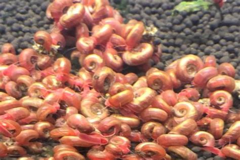 苹果螺黄金螺吃什么（苹果螺如何饲养） – 碳资讯