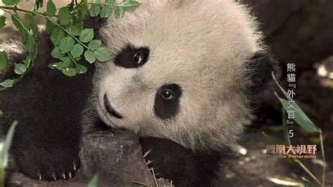 25岁旅美大熊猫“乐乐”去世 死因尚未确定_腾讯视频