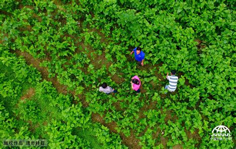 广西蒙山：推动种桑养蚕产业高质量发展-人民图片网