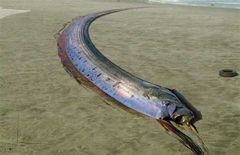 世界最大的黄鳝，长1.5米重36斤（2013年在湖州被捉）（多图）_动物之最|