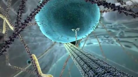 科学网—Plant Cell：拟南芥FRA1驱动蛋白调控皮层微管的横向稳定性 - 郝兆东的博文