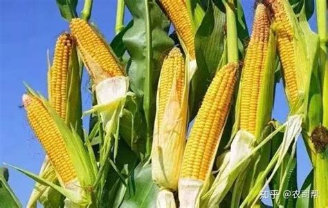 玉米品种粮食种业农产品海报图片下载 - 觅知网