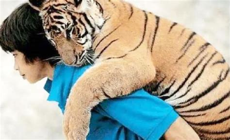 八达岭老虎伤人事故家属起诉动物园 索赔154万_新闻频道_中华网