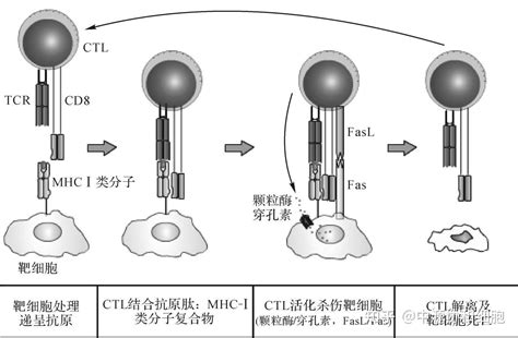 中国科大揭示肝脏驻留NK细胞免疫负调功能