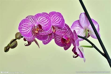 花园里的紫色兰花高清图片下载-正版图片503315740-摄图网